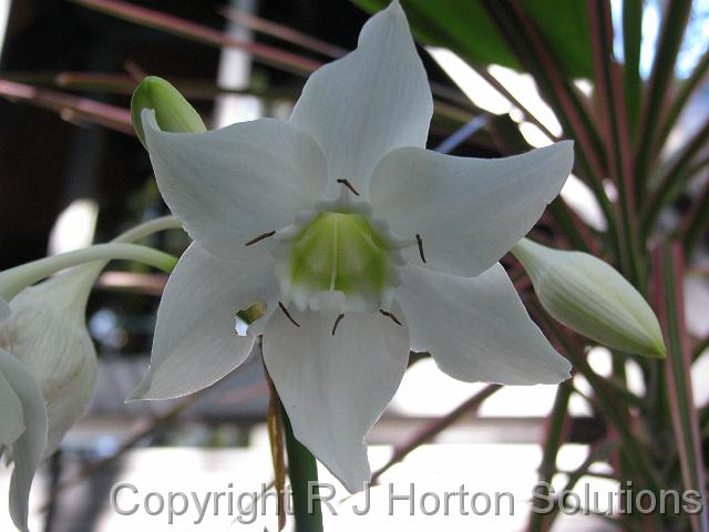 Eucharis lily